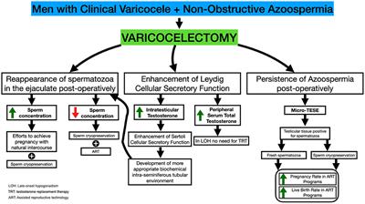 Varicoceles in Men With Non-obstructive Azoospermia: The Dilemma to Operate or Not